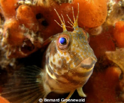 Denny the Blenny was taken on an old wreck called the Haw... by Bernard Groenewald 